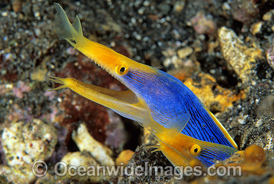 Pair of Blue Ribbon Eels photo Pair of Blue Ribbon Eels photo