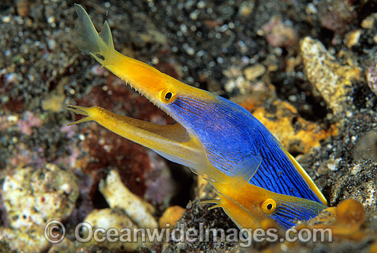 Pair of Blue Ribbon Eels photo