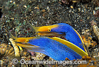 Pair of Blue Ribbon Eels Photo - Gary Bell