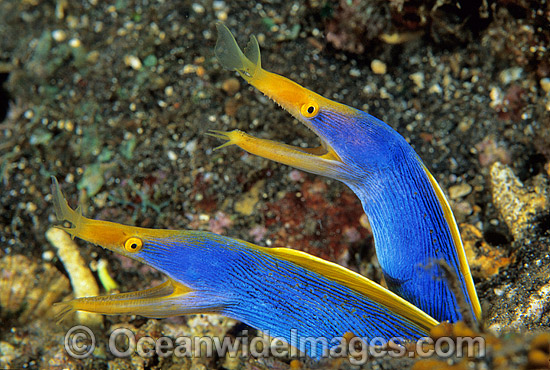 Pair of Blue Ribbon Eels photo Pair of Blue Ribbon Eels photo