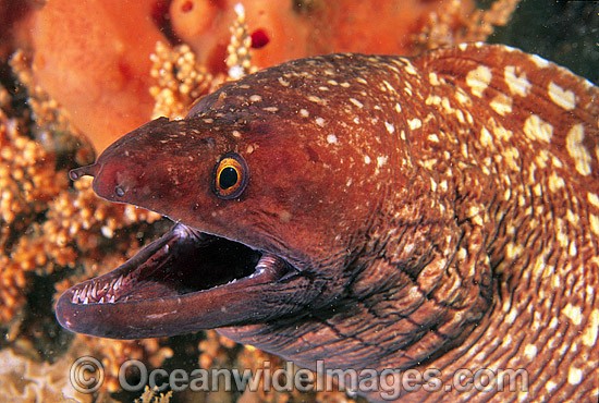 Saw-tooth Moray Eel (Gymnothorax prionodon). New South Wales, Australia Photo - Gary Bell