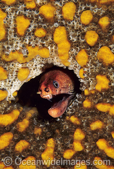 Green Moray Eel in sponge photo Green Moray Eel in sponge photo