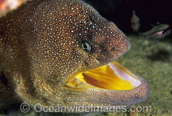 Yellow-mouth Moray Eel Gymnothorax nudivomer photo