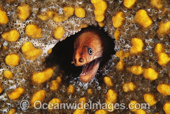 Green Moray Eel in sponge photo Green Moray Eel in sponge photo