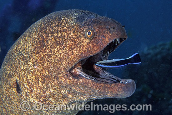 Giant Moray Eel (Gymnothorax javanicus) with Blue-streak Cleaner Wrasse (Labroides dimidiatus). Great Barrier Reef, Queensland, Australia Photo - Gary Bell