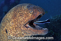 Giant Moray Eel being cleaned by wrasse Photo - Gary Bell