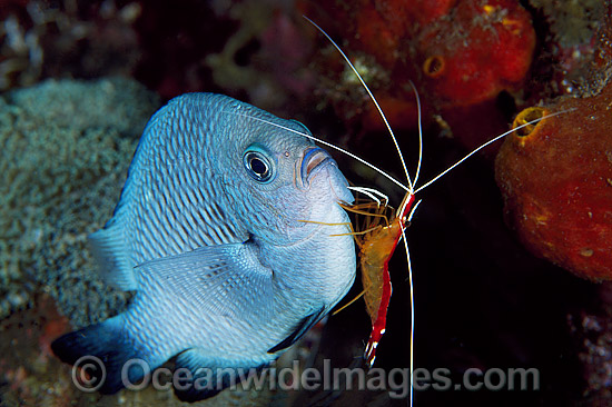 Cleaner Shrimp (Lysmata amboinensis) cleaning Three-spot Humbug (Dascyllus trimaculatus), also known as Damselfish. Bali, Indonesia Photo - Gary Bell Cleaner Shrimp (Lysmata amboinensis) cleaning Three-spot Humbug (Dascyllus trimaculatus), also known as Damselfish. Bali, Indonesia Photo - Gary Bell