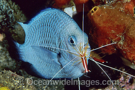 Cleaner Shrimp (Lysmata amboinensis) cleaning Three-spot Humbug (Dascyllus trimaculatus), also known as Damselfish. Bali, Indonesia Photo - Gary Bell Cleaner Shrimp (Lysmata amboinensis) cleaning Three-spot Humbug (Dascyllus trimaculatus), also known as Damselfish. Bali, Indonesia Photo - Gary Bell