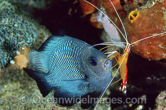 Cleaner Shrimp (Lysmata amboinensis) cleaning a Three-spot Humbug (Dascyllus trimaculatus), also known as Damselfish. Bali, Indonesia Photo - Gary Bell Cleaner Shrimp (Lysmata amboinensis) cleaning a Three-spot Humbug (Dascyllus trimaculatus), also known as Damselfish. Bali, Indonesia Photo - Gary Bell