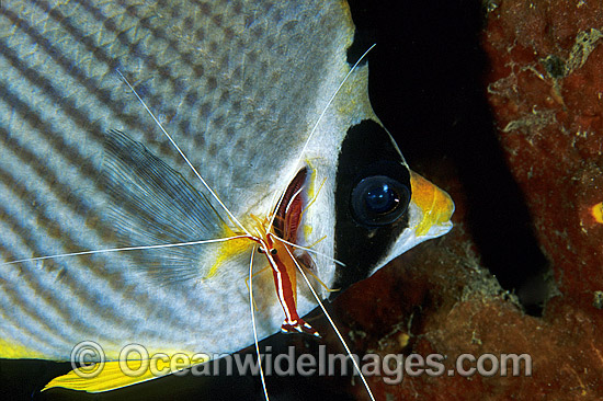 Cleaner Shrimp cleaning Eye-patch Butterflyfish photo Cleaner Shrimp cleaning Eye-patch Butterflyfish photo
