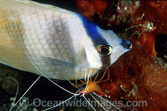 Cleaner Shrimp cleaning Latticed Butterflyfish photo Cleaner Shrimp cleaning Latticed Butterflyfish photo