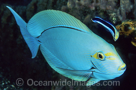 Cleaner Wrasse cleaning Surgeonfish photo Cleaner Wrasse cleaning Surgeonfish photo