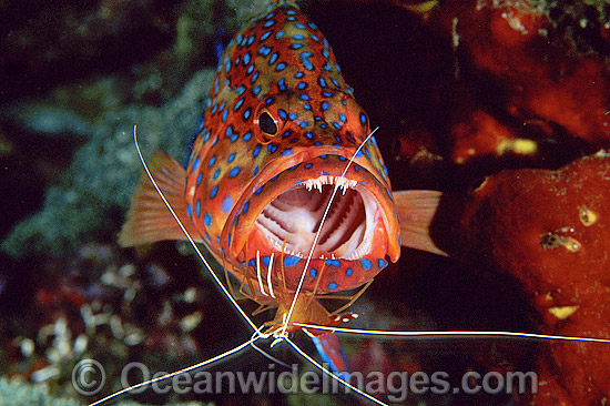 Cleaner Shrimp cleaning mouth of Coral Grouper photo