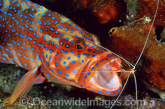 Shrimp cleaning mouth of Coral Grouper photo Shrimp cleaning mouth of Coral Grouper photo