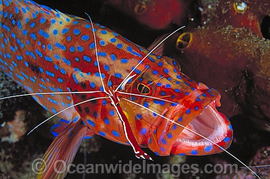 Cleaner Shrimp (Lysmata amboinensis) cleaning a Coral Grouper (Cephalopholis miniata). Also known as Coral Rock Cod. Found throughout the Indo-West Pacific, including Great Barrier Reef, Australia. Photo - Gary Bell