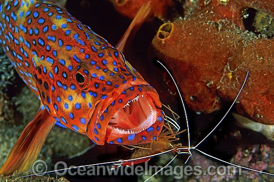 Cleaner Shrimp (Lysmata amboinensis) cleaning a Coral Grouper (Cephalopholis miniata). Also known as Coral Rock Cod. Found throughout the Indo-West Pacific, including Great Barrier Reef, Australia. Photo - Gary Bell