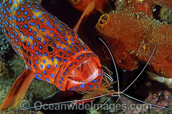 Cleaner Shrimp cleaning Coral Grouper photo