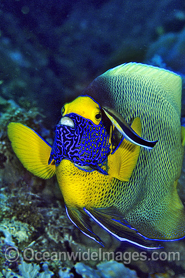 Cleaner Wrasse cleaning Blue-face Angelfish photo