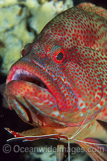 Shrimp cleaning Tomato Grouper photo Shrimp cleaning Tomato Grouper photo