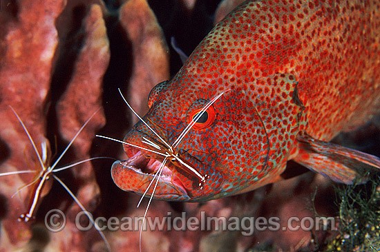 Cleaner Shrimp (Lysmata amboinensis) cleaning a Tomato Grouper (Cephalopholis sonnerati). Also known as Tomato Rock Cod. Bali, Indonesia Photo - Gary Bell