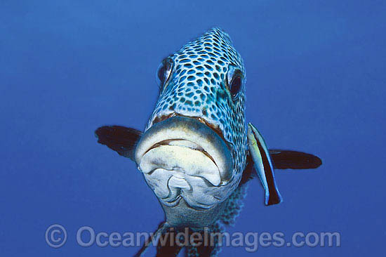 Wrasse cleaning Many-spotted Sweetlps photo Wrasse cleaning Many-spotted Sweetlps photo