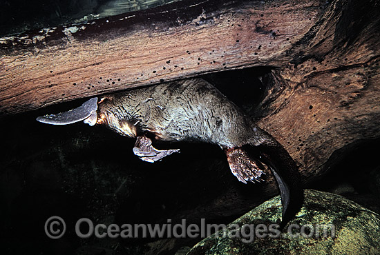 Dangerous Animal Species High Quality Photos, Pictures and Images Dangerous Animal Species High Quality Photos, Pictures and Images