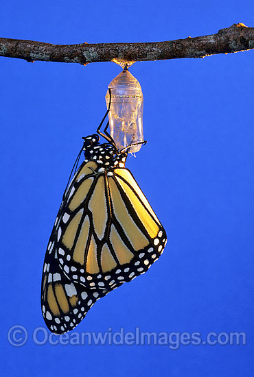 Wanderer Butterfly (Danaus plexippus) - having just emerged from its pupa. Also known as Monarch Butterfly. New South Wales, Australia Photo - Gary Bell Wanderer Butterfly (Danaus plexippus) - having just emerged from its pupa. Also known as Monarch Butterfly. New South Wales, Australia Photo - Gary Bell