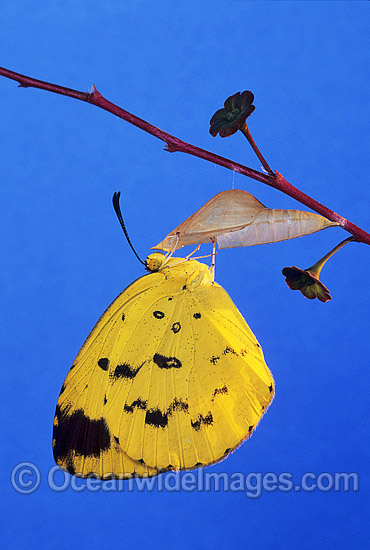 Grass-yellow Butterfly emerging from pupa photo