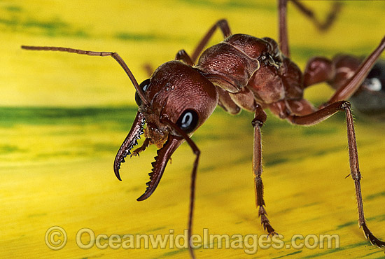 Bull Ant (Myrmecia nigrocincta). Coffs Harbour, New South Wales, Australia Photo - Gary Bell