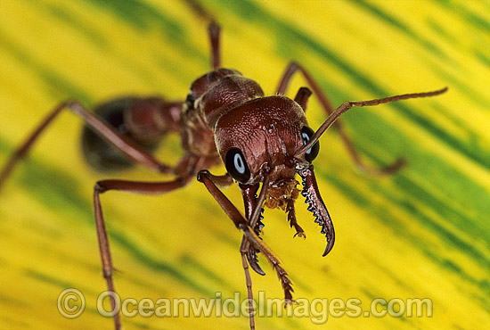 Bull Ant Myrmecia nigrocincta photo