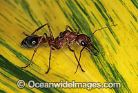 Bull Ant Myrmecia nigrocincta Photo - Gary Bell