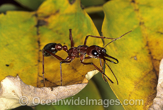 Bull Ant Myrmecia nigrocincta photo