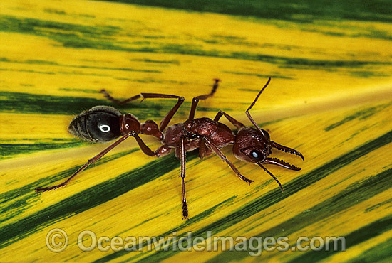 Bull Ant (Myrmecia nigrocincta). Coffs Harbour, New South Wales, Australia Photo - Gary Bell Bull Ant (Myrmecia nigrocincta). Coffs Harbour, New South Wales, Australia Photo - Gary Bell