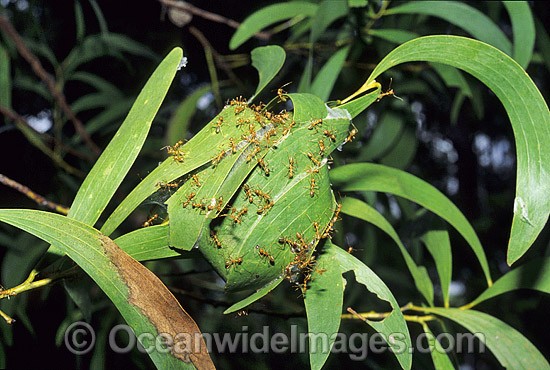 Green tree ants (Oecophylla smaragdina) on leaf nest. Townsville, Queensland, Australia Photo - Gary Bell