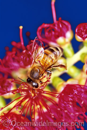 Honey Bee collecting pollen photo