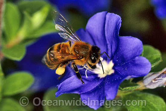 Honey Bee (Apis Mellifera) collecting pollen and nectar from a Blue-eye flower. New South Wales, Australia Photo - Gary Bell