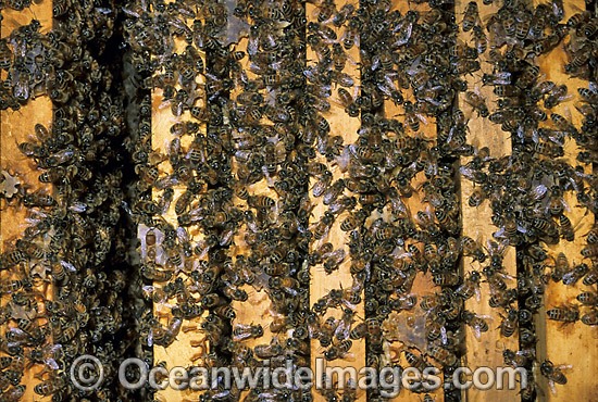 Worker Honey Bees storing pollen in hive photo