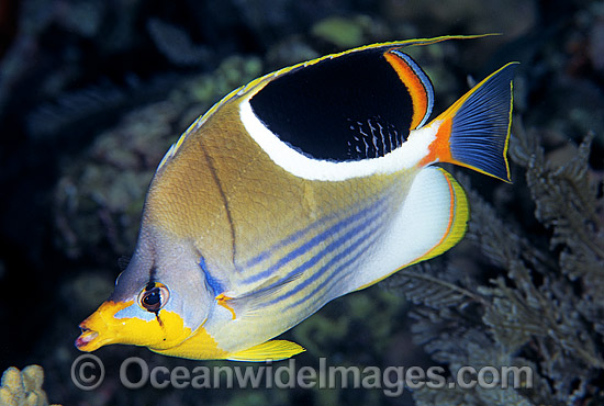 Saddled Butterflyfish Chaetodon ephippium photo Saddled Butterflyfish Chaetodon ephippium photo