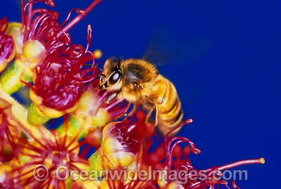 Honey Bee Apis Mellifera collecting pollen photo
