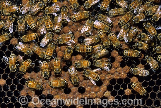 Honey Bees storing pollen in honeycomb photo
