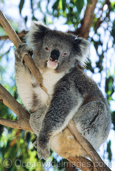 Koala photo Koala photo