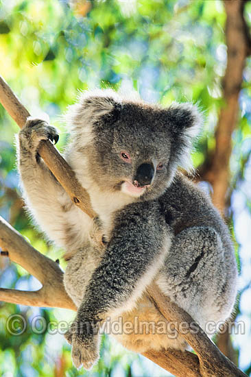 Koala (Phascolarctos cinereus). Victoria, Australia Photo - Gary Bell