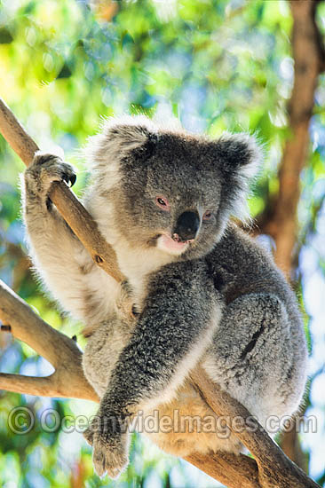 Koala photo Koala photo