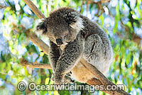 Koala Phascolarctos cinereus Photo - Gary Bell