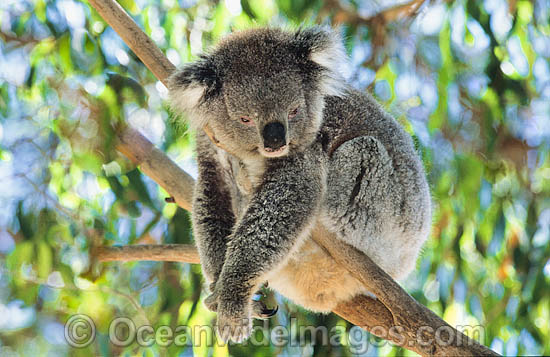 Koala photo Koala photo