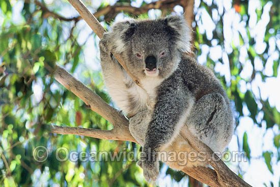Koala (Phascolarctos cinereus). Victoria, Australia Photo - Gary Bell
