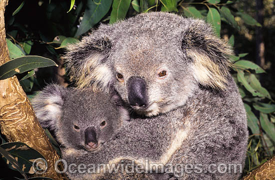 Koala mother with cub photo Koala mother with cub photo