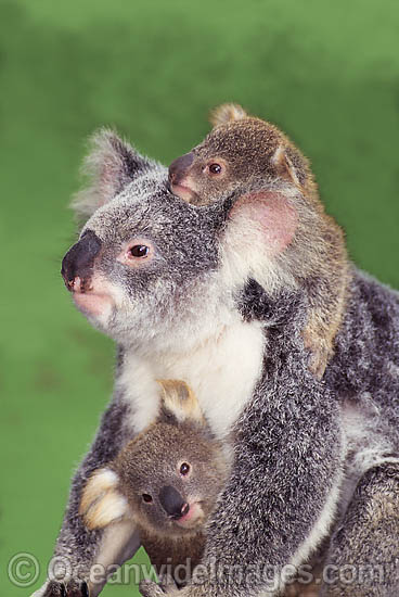 Koala (Phascolarctos cinereus) - unusual photo of a mother with two cubs. Brisbane, Queensland, Australia Photo - Gary Bell