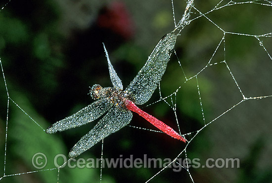 Scarlet Percher Dragonfly (Diplacodes haematodes) - male, caught in a Spider web. Coffs Harbour, New South Wales, Australia Photo - Gary Bell