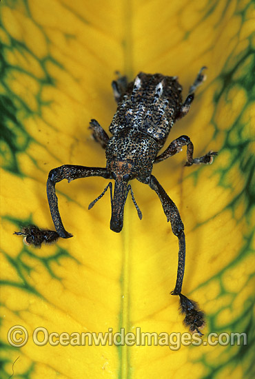 Curculion Weevil photo